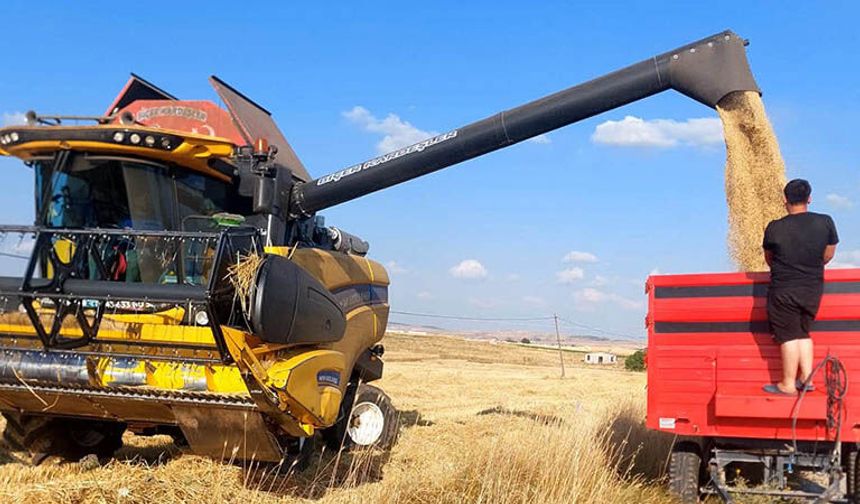 Kütahya'da yerli ve milli arpa çeşitlerinde yüksek verim