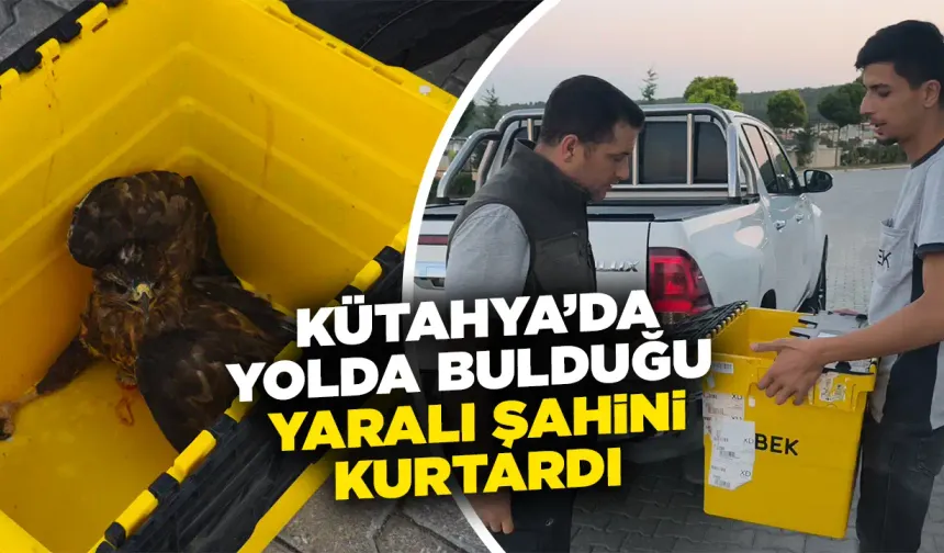 Kütahya’da yaralı şahini ekiplere teslim etti
