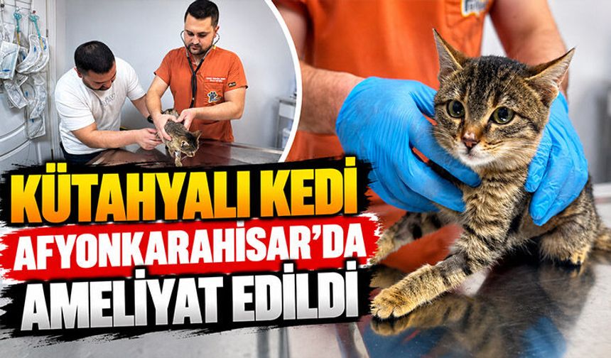 Kütahyalı kedi "Ballı" diyafram fıtığı ameliyatıyla hayatta kaldı