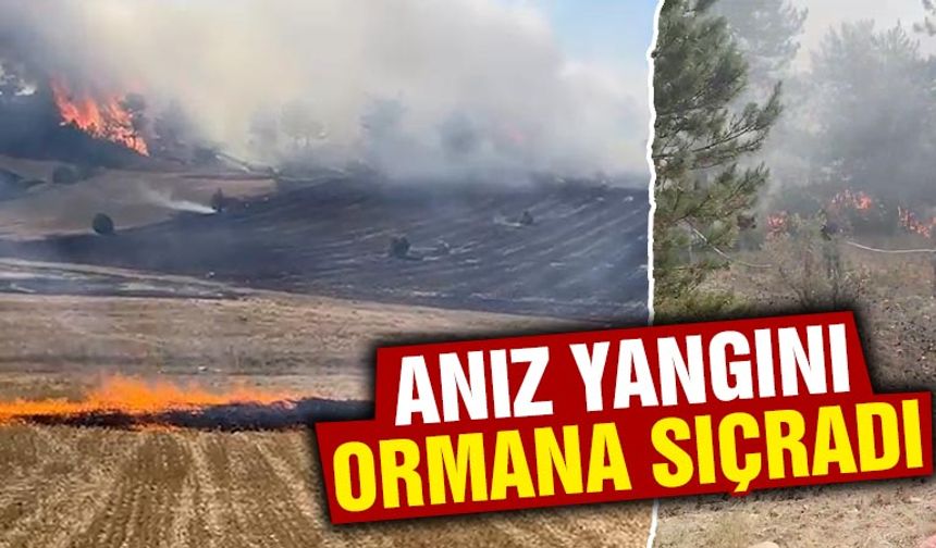 Kütahya'da anız yangını ormana sıçradı