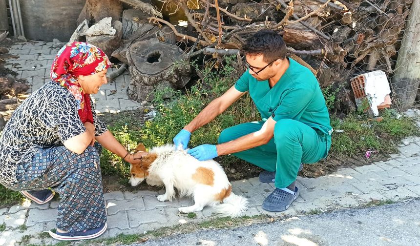 Şaphane’de köpeklere kuduz aşısı uygulandı