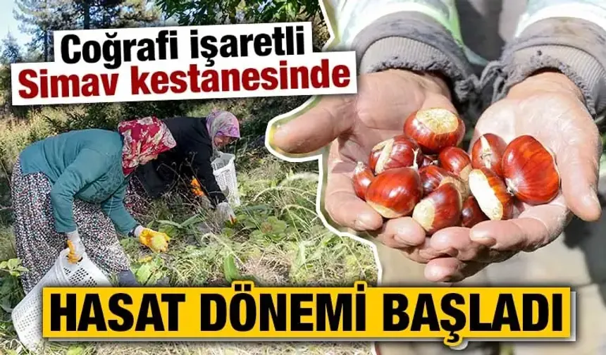 Kütahya Simav’da kestane hasadı başladı