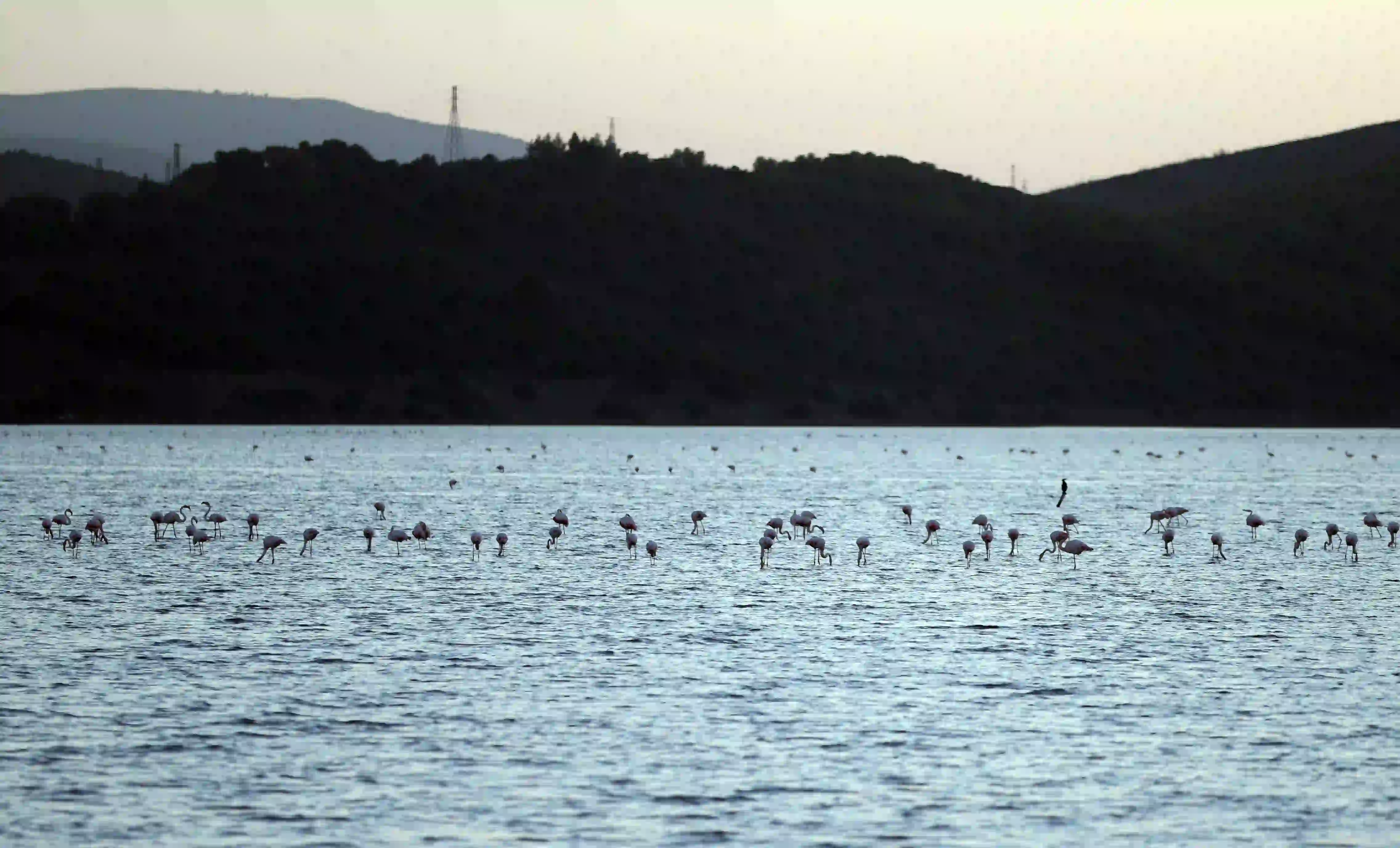 Muğla Tuzla Sulak Alanı’nda Göçmen Kuşları Büyülüyor (2)