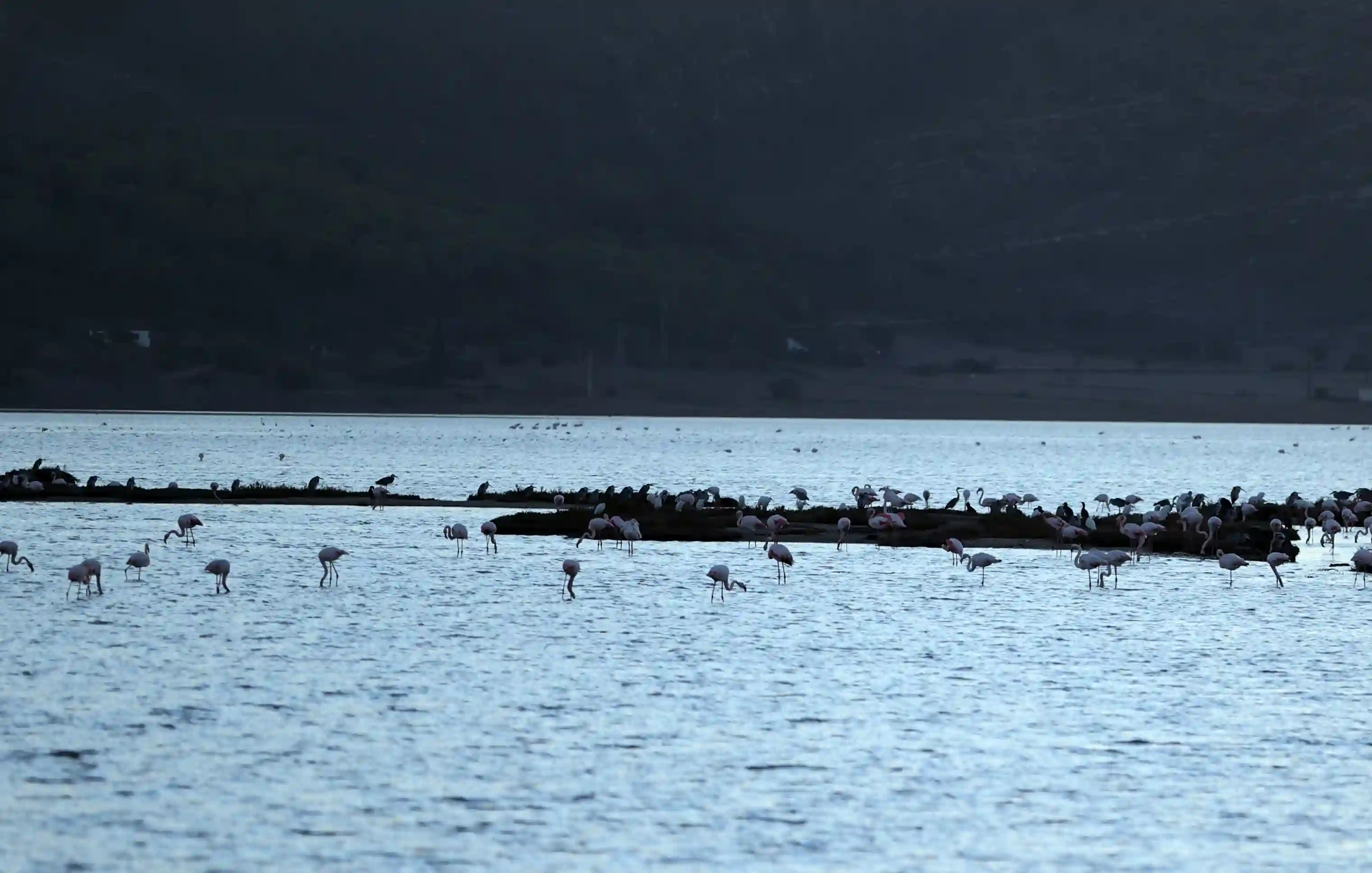 Muğla Tuzla Sulak Alanı’nda Göçmen Kuşları Büyülüyor (3)