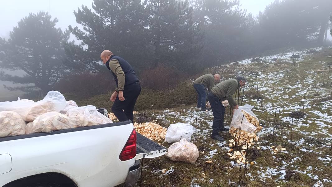 Spil Dağı'nda Yaban Hayvanları Için Yem Bırakıldı (2)