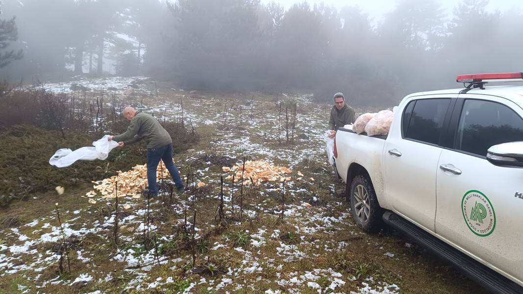 Spil Dağı'nda Yaban Hayvanları Için Yem Bırakıldı (3)