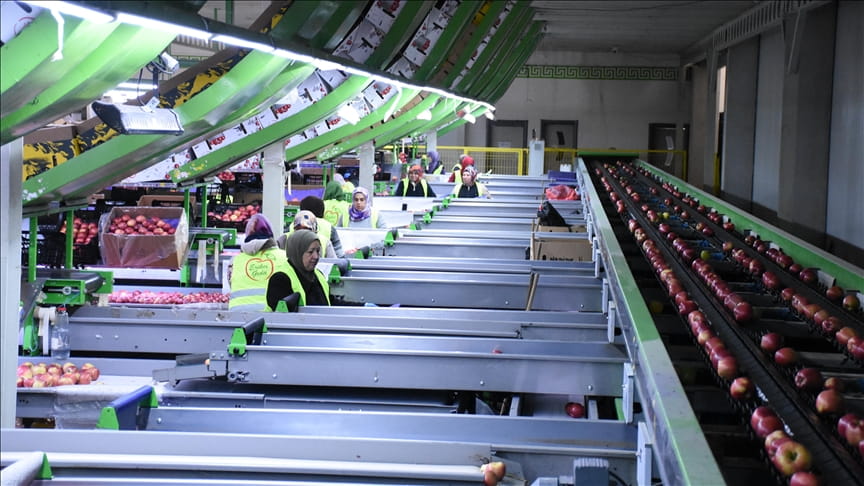 Devlet Desteğiyle Karaman Elması 21 Ülkeye İhraç Edildi
