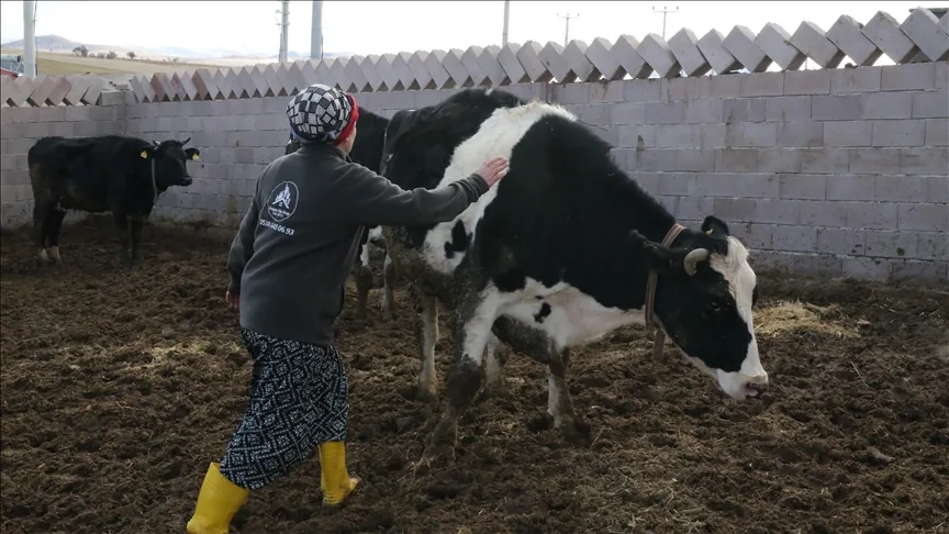 Eski Kadın Hükümlü, Devlet Desteğiyle Hayvancılıkla Geleceğini Kurdu