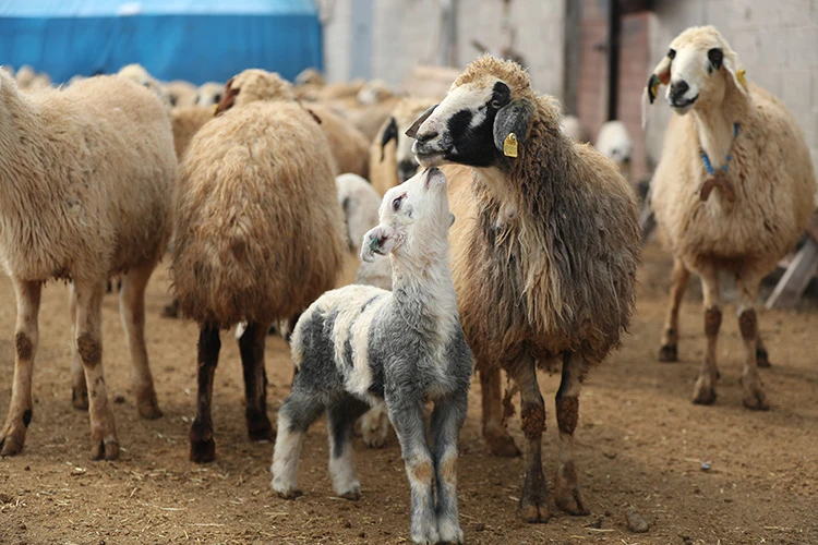 Besiciler, Kuzu Doğumları Için Nöbet Tutuyor1