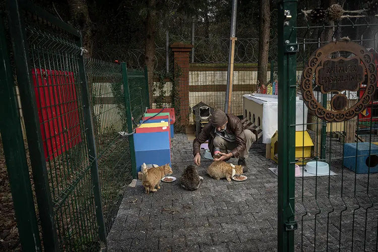 Huzurevi Sakinleri Kedi Huzurevi Kurarak Patili Dostlarına Yuva Oldu (2)