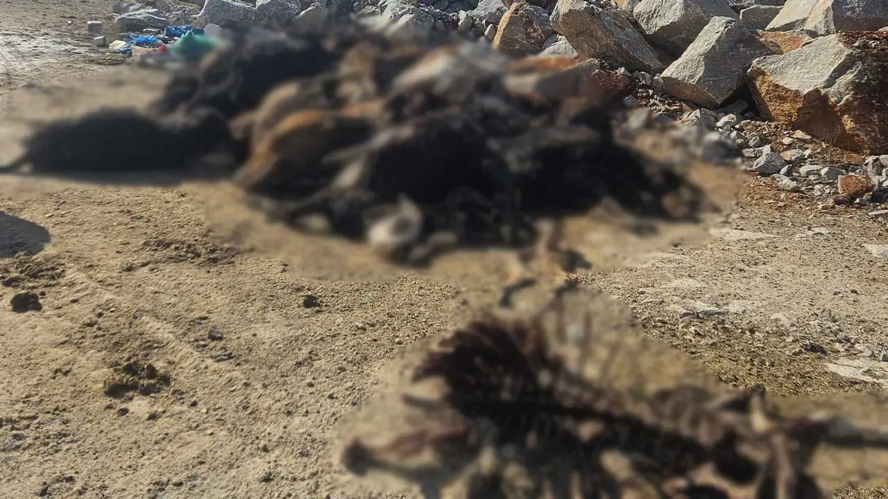 Kütahyada Dehşet Veren Olay2