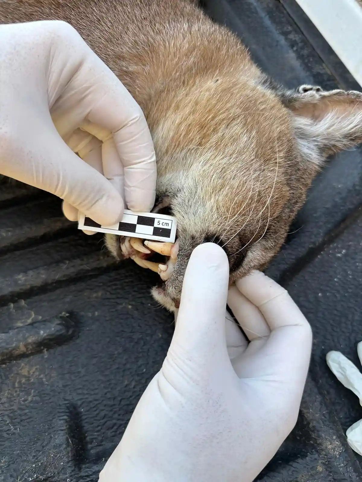Muğla’da Araca Çarpan Nesli Tehlike Altındaki Karakulak Hayatını Kaybetti1