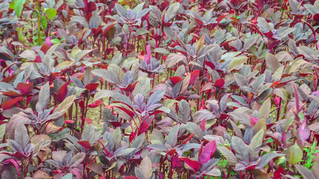 Son Zamanların Popüler Şifalı Bitkisi Amarant 1