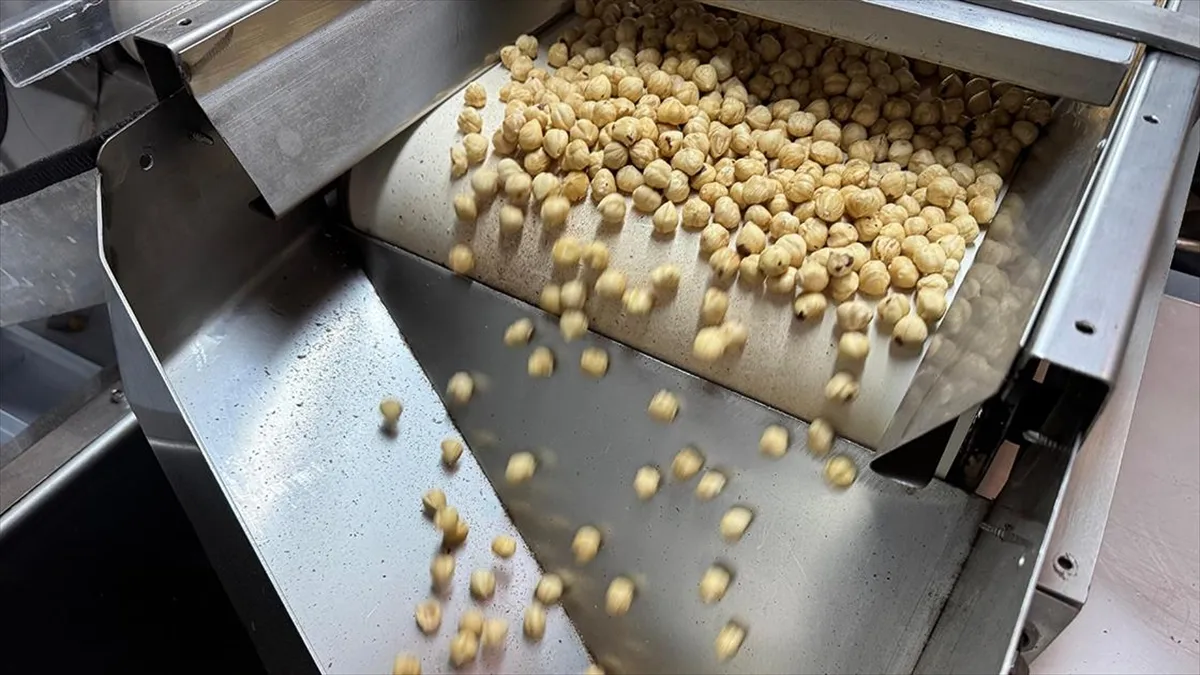6 Ayda Ticaret Borsalarında 479 Bin Ton Fındık Işlemi Gerçekleşti