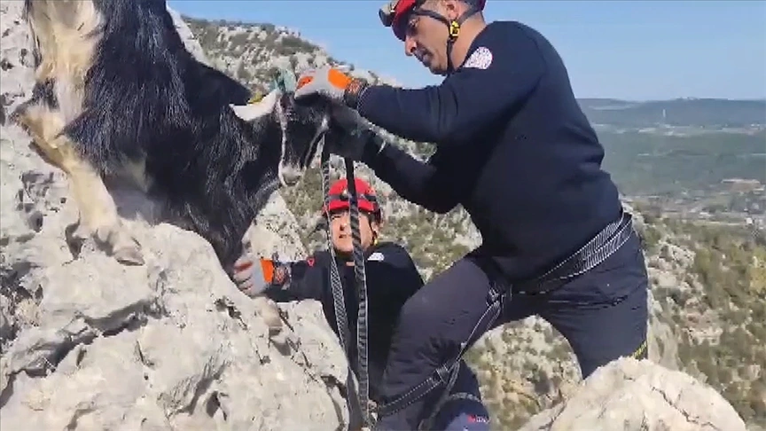 Kayalıklarda Mahsur Kalan 6 Keçi Itfaiye Ekiplerince Kurtarıldı1