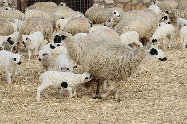 Kuzuların Anneleriyle Buluştuğu O Anlar Görsel Şölen Yarattı1
