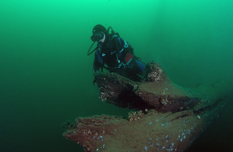 Marmara Depremi'nin Izleri Su Altında Kalan Çınar Ağaçları Görüntülendi