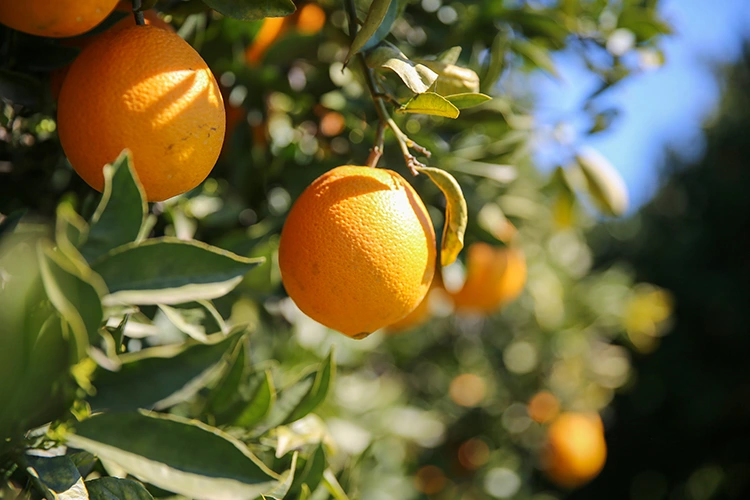Meyve Ve Sebze Kabuklarını Atmak Yerine Değerlendirebilirsiniz (5)