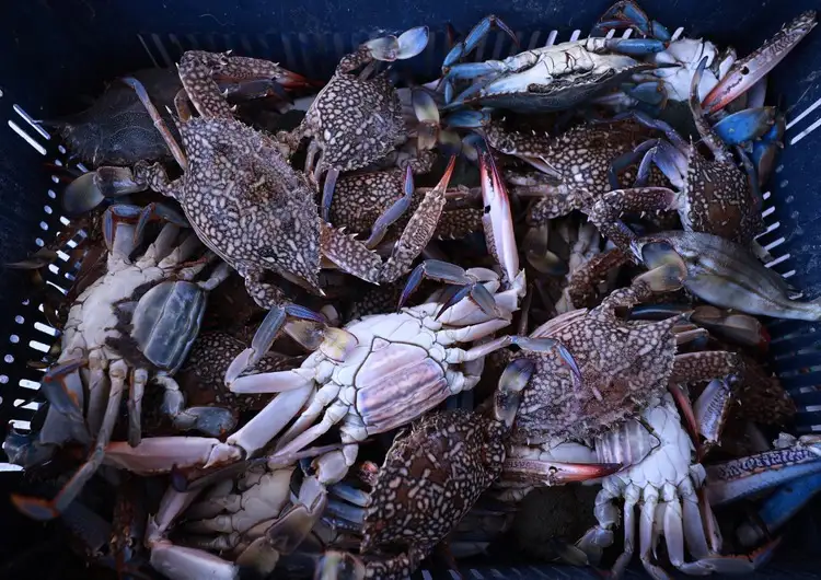 Akdenizli Balıkçılar, Bereketli Sezonun Ardından Uluslararası Sulara Yöneldi