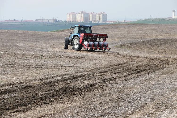 Anıza Ekim Yöntemiyle Ayçiçeği Üretimi Artıyor