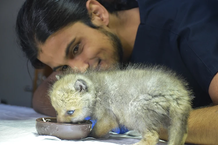 Antalya’da Çocuklara Hayvan Sevgisi Yavru Hayvanlarla Aşılanacak (1)