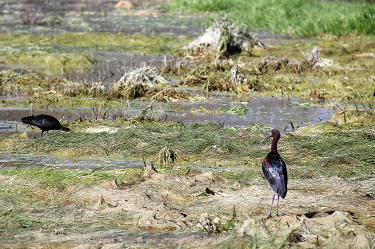 Çeltikçi Kuşu Ziyareti Nesli Tükenme Tehlikesindeki Kuş Görüntülendi1