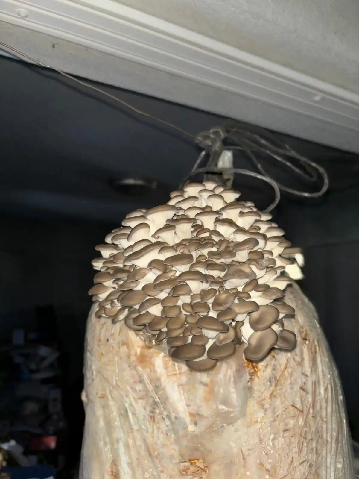 Kadınlar Için Mantar Yetiştiriciliği Kursu Düzenlendi1