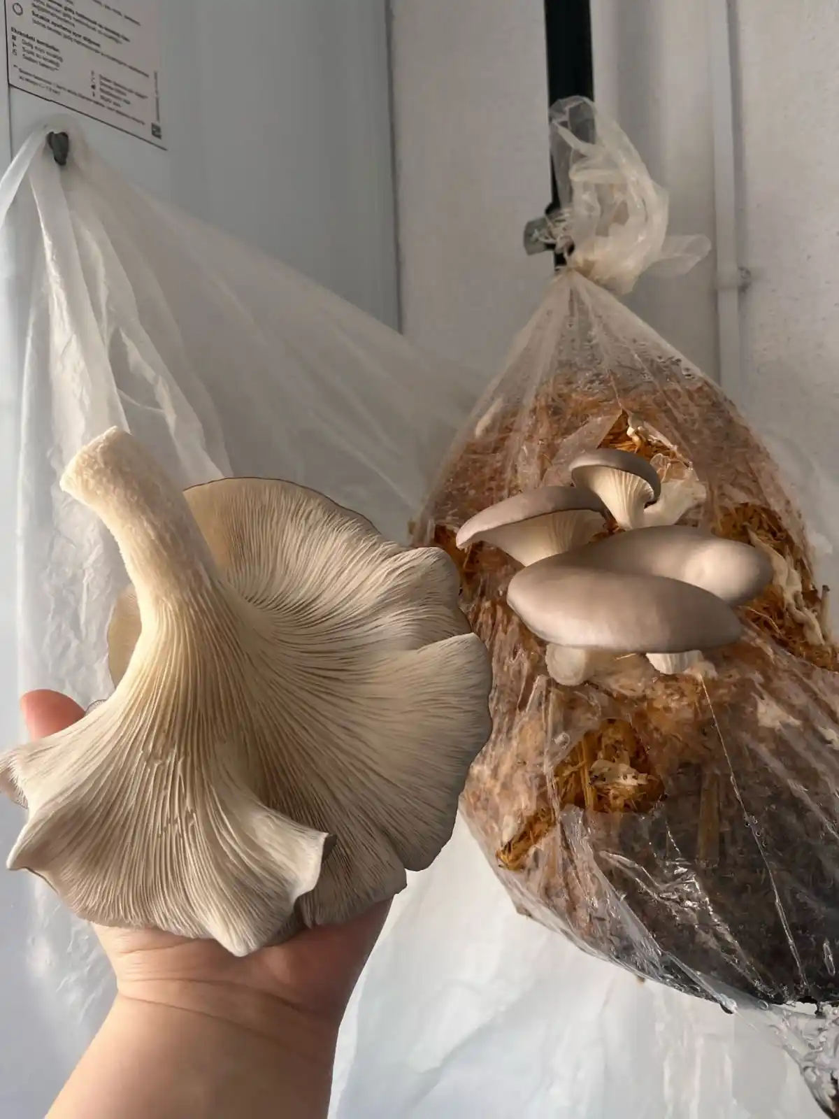 Kadınlar Için Mantar Yetiştiriciliği Kursu Düzenlendi4