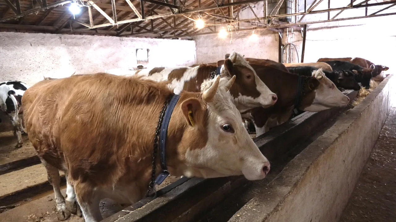 Kütahya’da 1500 Sahipsiz Köpek Daha Barınağa Alınacak3