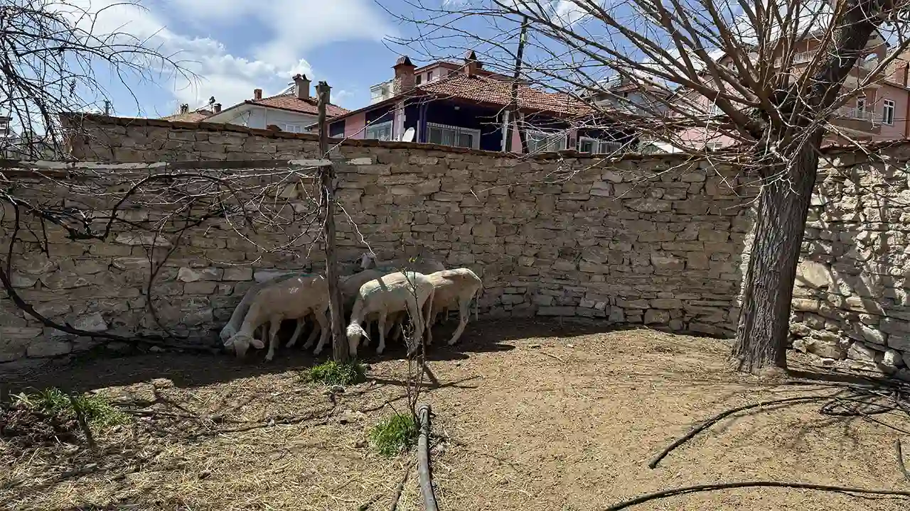 Kütahya'da Sahipsiz Köpekler Koyunlara Saldırdı2