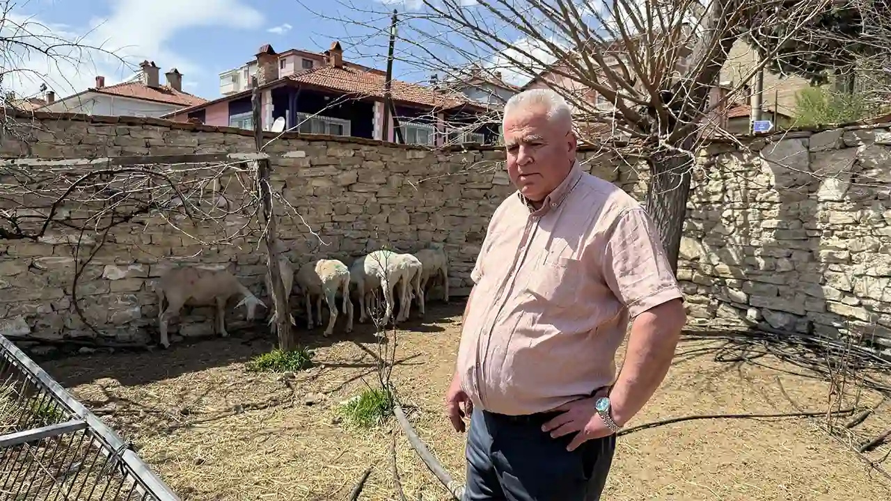 Kütahya'da Sahipsiz Köpekler Koyunlara Saldırdı3