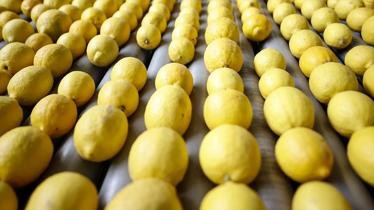 Limon Ihracatına Geçici Durdurma Kararı