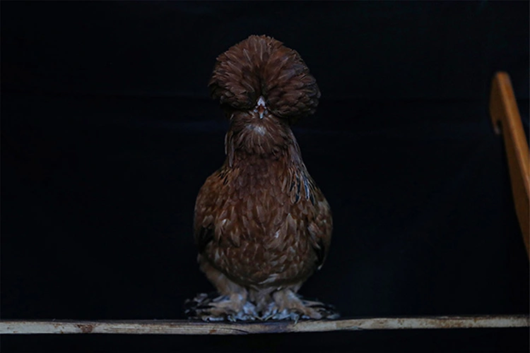 Sultan Tavuğu Üretimi Için Müstakil Evi Ar Ge Merkezine Çevirdiler (1)