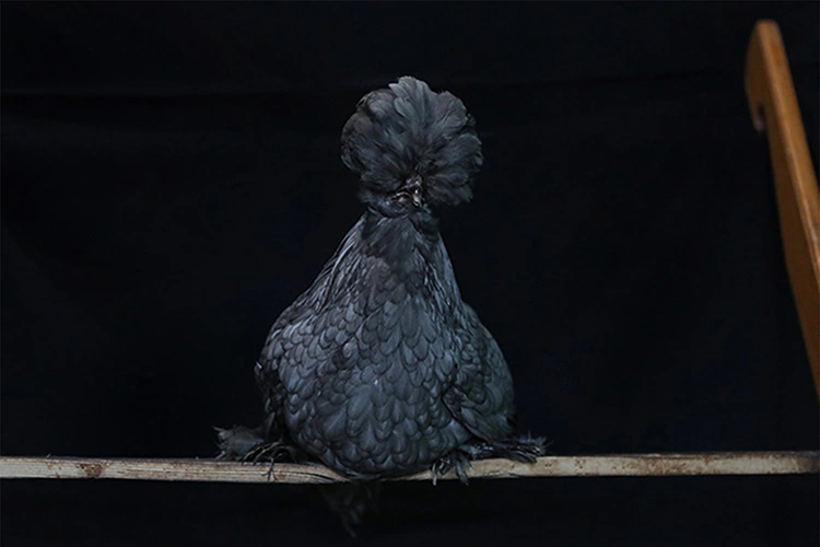 Sultan Tavuğu Üretimi Için Müstakil Evi Ar Ge Merkezine Çevirdiler (2)