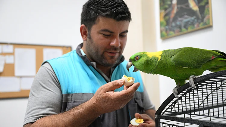 8 Türden 60 Papağana 12 Yıllık Sevgi Dolu Bakım1