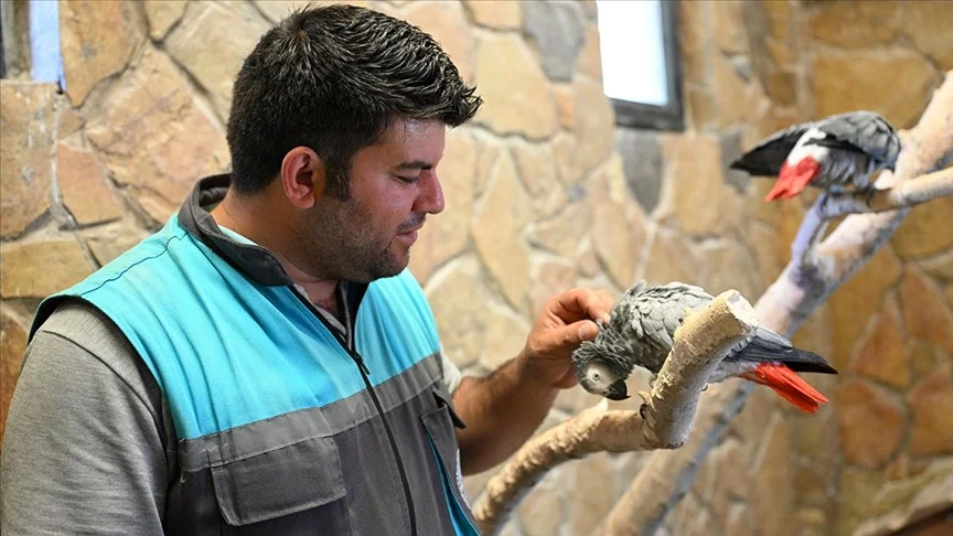 8 Türden 60 Papağana 12 Yıllık Sevgi Dolu Bakım12