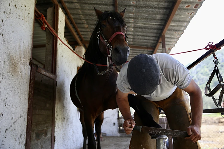At Sevgisiyle Başlayan Yolculuk Mesleğe Dönüştü (3)