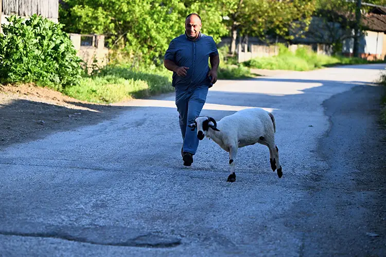 Bayramlık Koçla Dost Oldu1