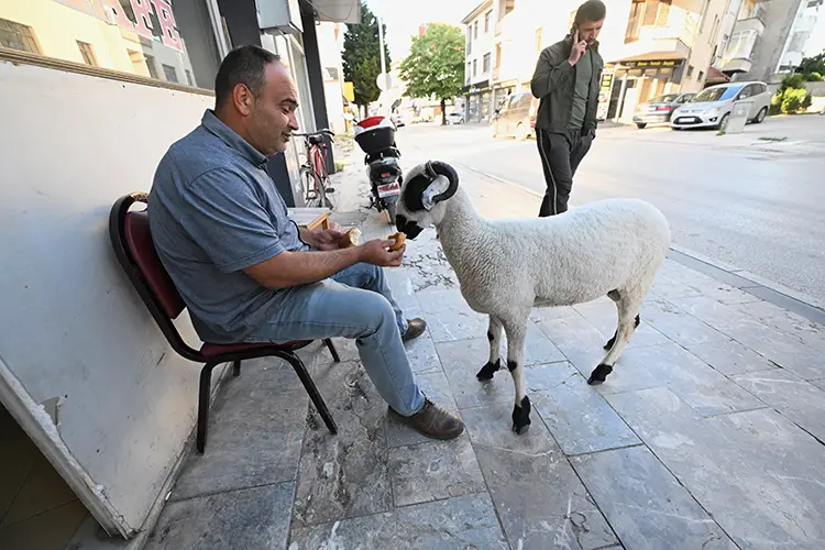 Bayramlık Koçla Dost Oldu2