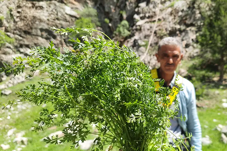 Dağlarda Kişniş Toplayanların Zorlu Çalışma Mücadelesi (2)