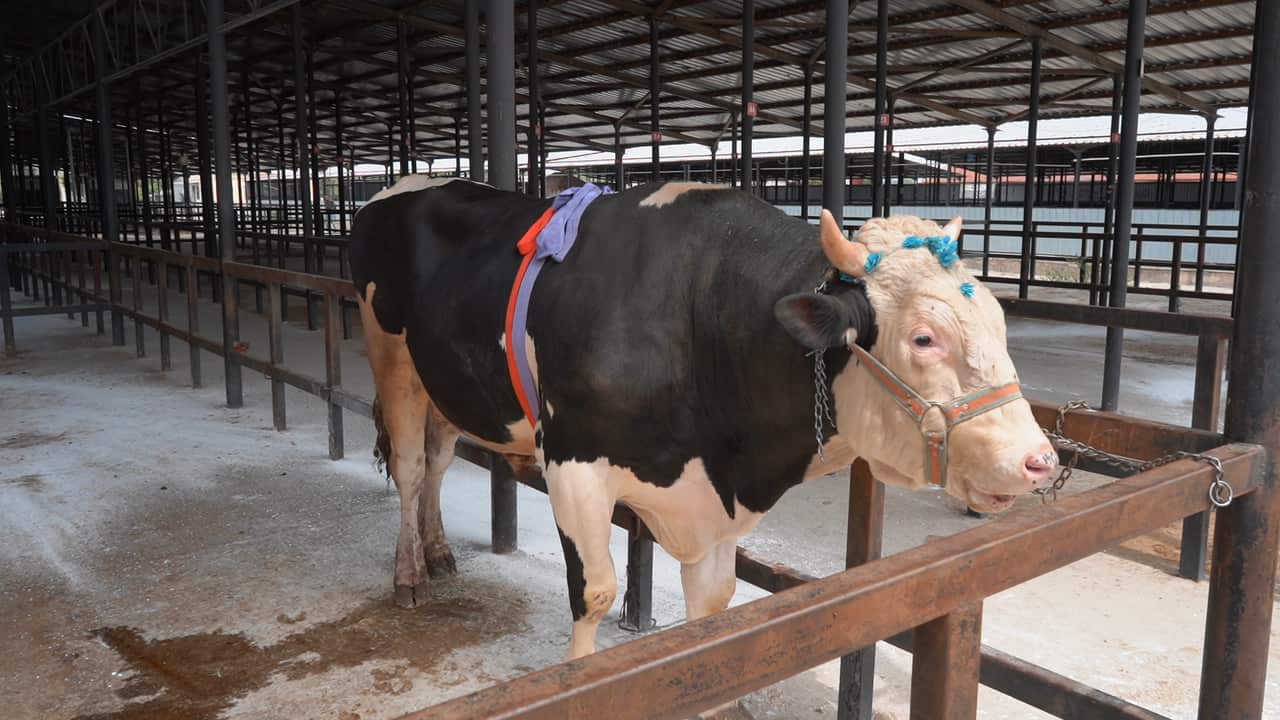 Hayvan Pazarı Açlışı 1