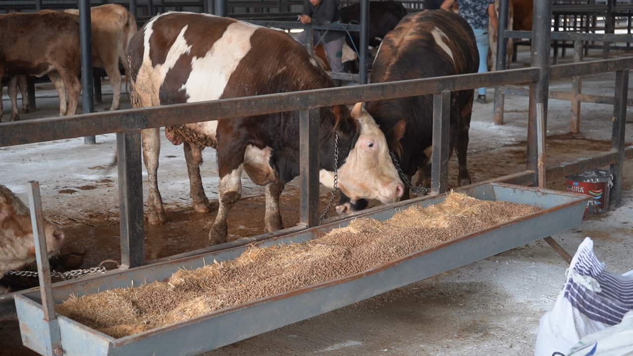 Hayvan Pazarı Açlışı 2