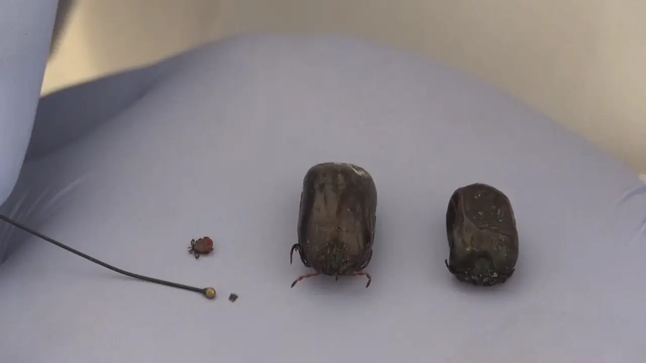 Iğne Başı Kadar Kene1