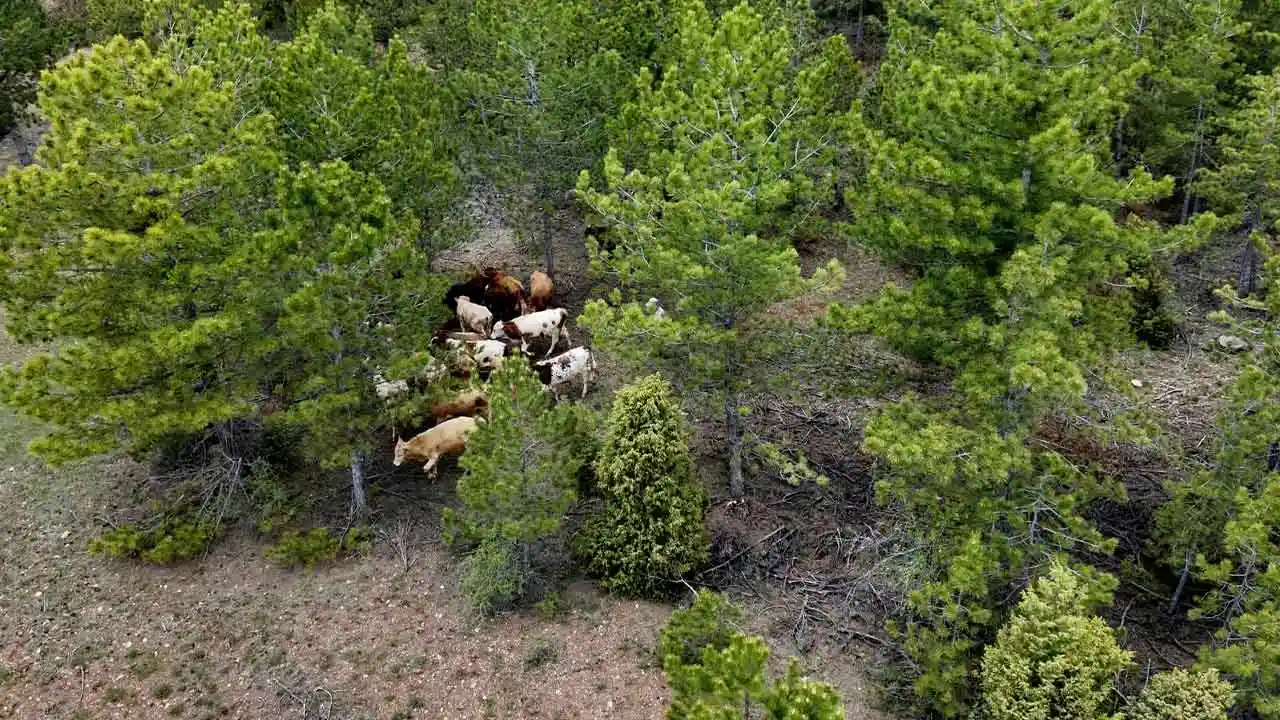 Kütahya'da Kaybolan Sığırları Jandarma Buldu4