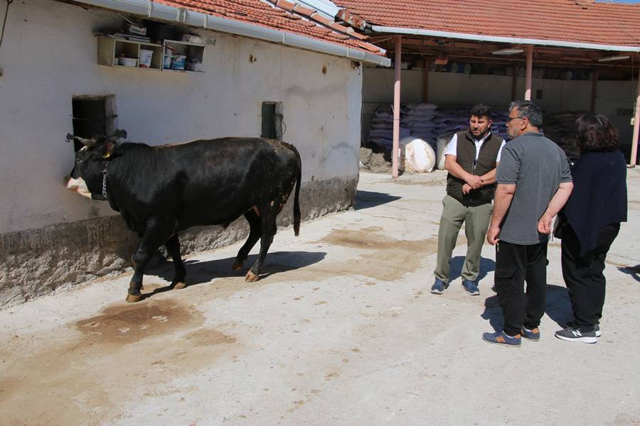 Kütahya’da Kurbanlık Alışverişi Hareketliliği Arttı (2)