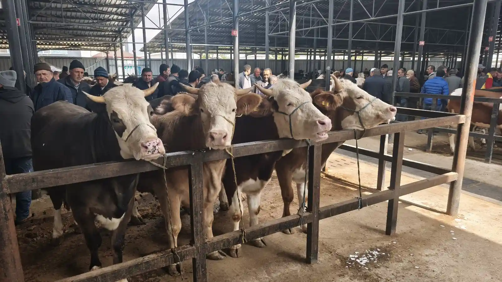 Kütahya’da Kurbanlık Pazarında Hareketlilik Sürüyor 1