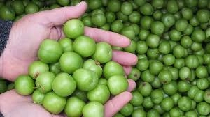 Lezzetli Olduğu Kadar Şifalı Bir Meyve Erik (1)