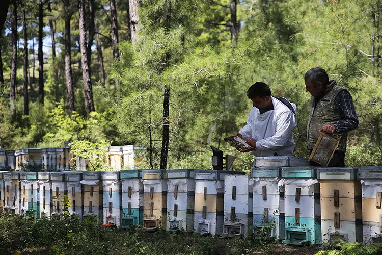 Muğla’da Genç Çiftçi Arıcılıkta Aracısız Satış Hedefliyor (2)