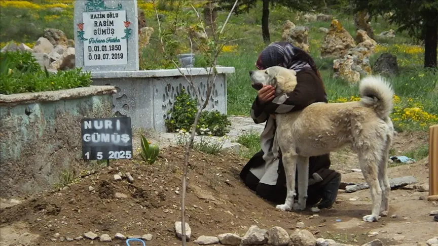 Sahibine Olan Vefasıyla Gönülleri Isıtan Köpek1
