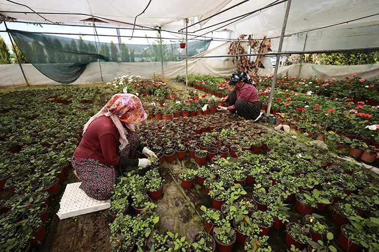Seralar Ve Mezatlar Anneler Günü Için Çiçekle Dolup Taşıyor1-1